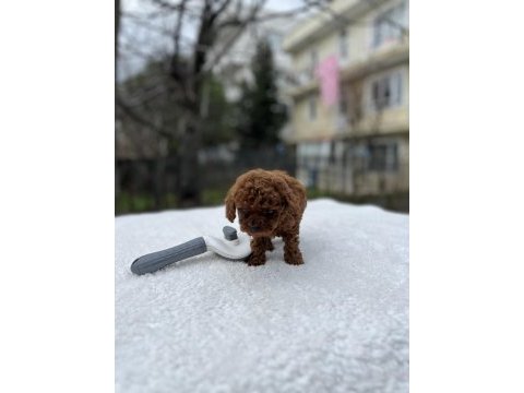 Kore ve toy poodle teacup bebekler