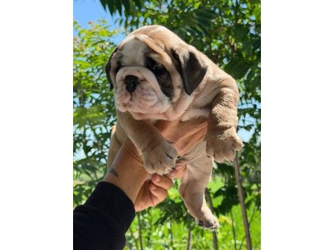 Üst düzey ingiliz bulldog yavrular