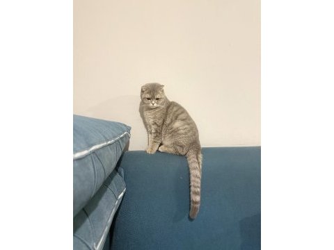 Kedimi sahiplendirmek istiyorum