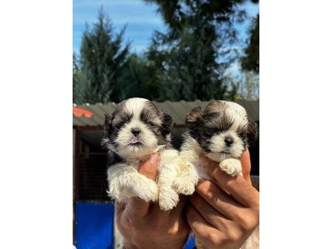 Shih-tzu yavruları