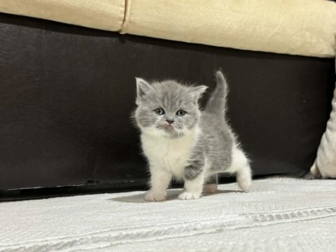British longhair ve shorthair
