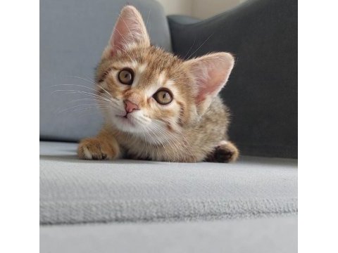 Fel12 kedimiz yuvasını arıyor