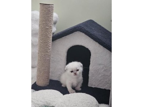 0-3 aylık scottish fold