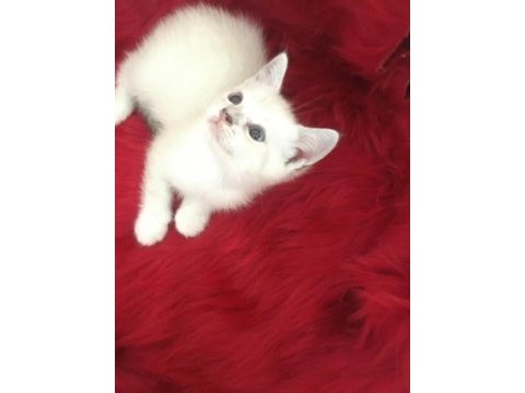 Can yoldaşları kediler