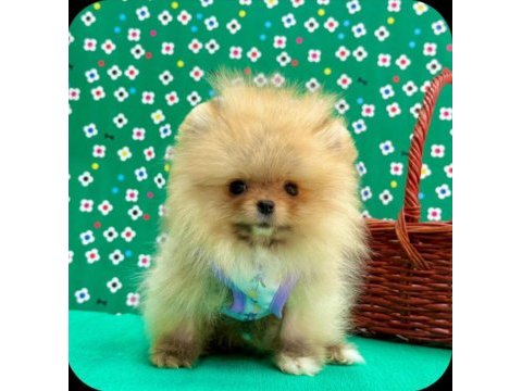 Safkan pomeranian bol yavrular