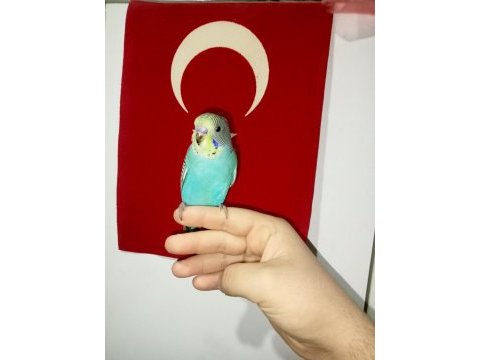 Yavru muhabbet kuşu