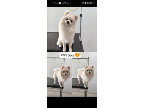 Pomeranian boo oyuncu köpeğimiz