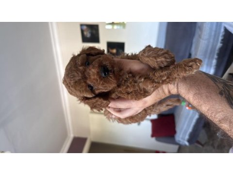 Sağlık ırk garantili poodle