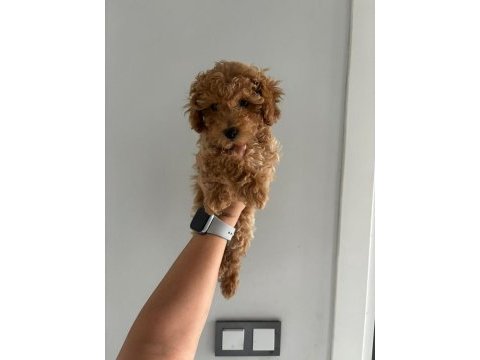Teacup dişi kore poodle