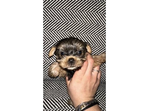 3 çiçek 1 böcek köpeklerimiz