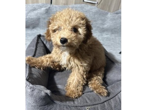 3 aylık yavru poodle