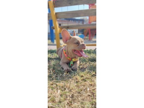 Efsane anatomi french bulldog