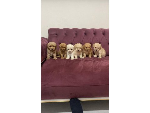 Çok uygun aşılı maltipoo bizde
