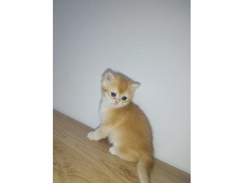 Golden british shorthair bebeklerimiz