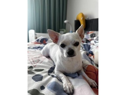 5 yaşında kısır erkek chihuahua