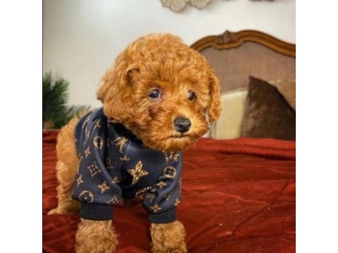 Orijinal toy poodle yavruları