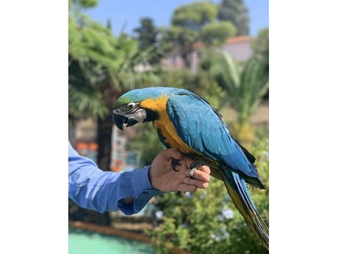 Macaw papağanı yavrusu yok böyle güzeli