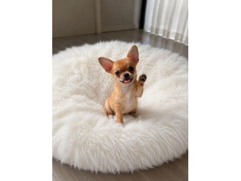 Mini gold color chıhuahua