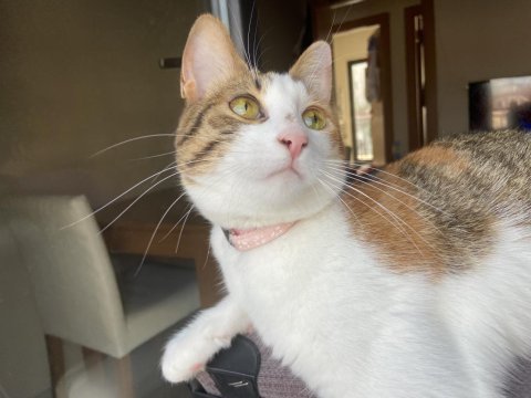 2 yaşında dişi kısır kedimiz