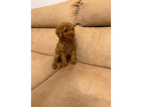Orjinal toy poodle yavruları aşılı yasal satış belgeli