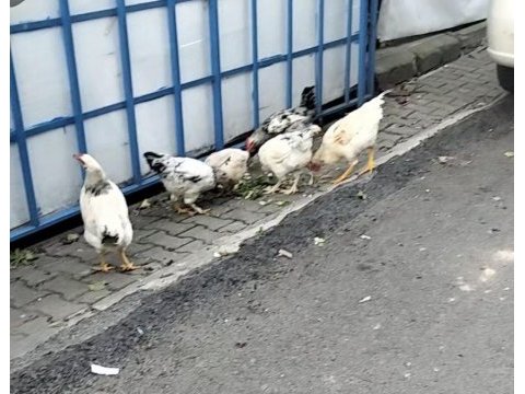 Dört tavuk iki horoz yer olmadığından verilecektir