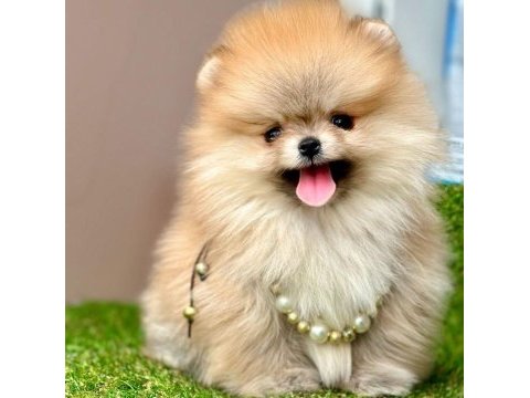 Safkan pomeranian boo yavrularımız