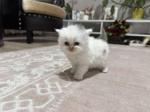 British shorthair kedimiz