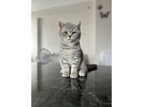 Scottish fold ve straight yavru 3 aylık