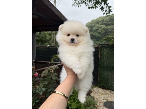 Ayı surat pomeranian boo
