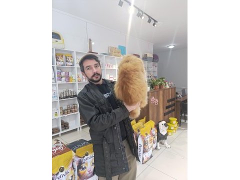 Show kalite orange british longhair ny12