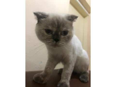 Mişa 4 aylık dişi scottish fold