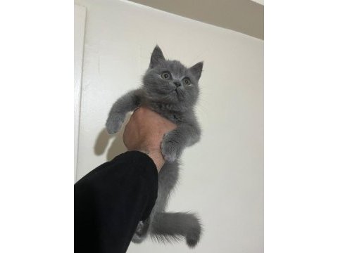 British shorthair erkek yavru