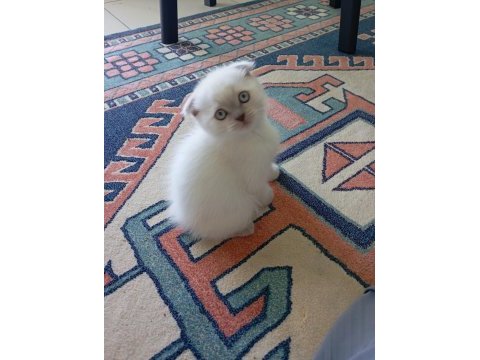 Scottish fold kedisi
