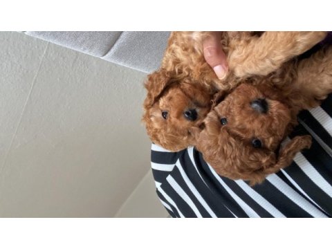 Toy poodle köpeğimiz