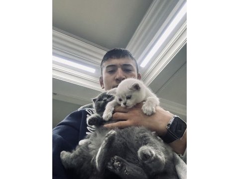 Show kalite wc eğitimli her renk scottish fold yavrularımız