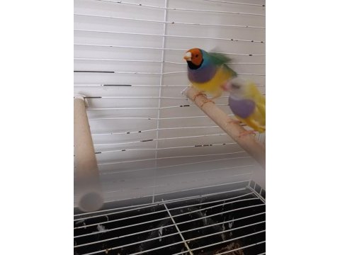 Gökkuşağı ispinoz takım