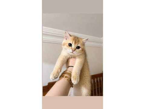 Golden british shorthair dişi aile arıyor
