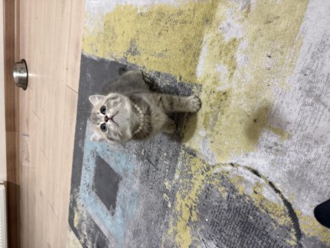 British shorthair yavrular