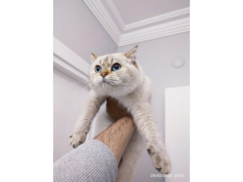Full secere şampiyon atalar british shorthair