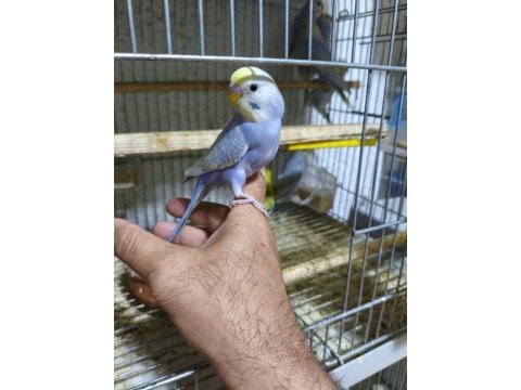 Ele alıştırmalık muhabbet kuşu yavrular