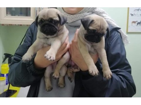 Muhteşem pug mops köpekler a kalite