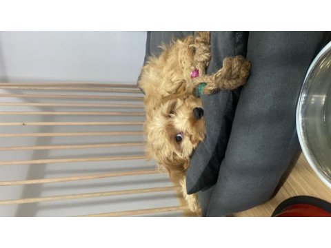 2.5 aylık toy poodle