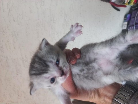 British shorthair 1 aylık