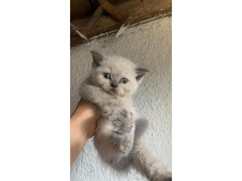 Wc eğitimli son gri ve beyaz british shorthair yavrularımız