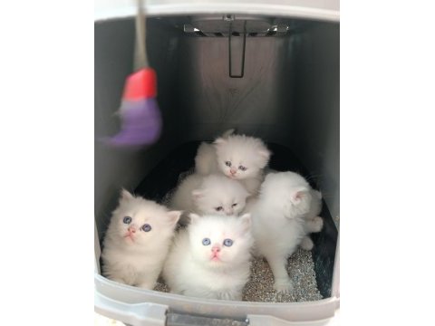 British longhair bebeklerimiz yeni yuvalarını arıyor