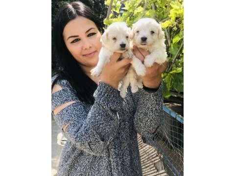 Maltese terrier yavrularım