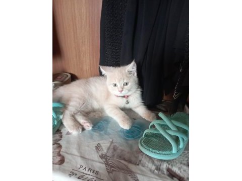 Yakışıklı british shorthair oğlumuz yeni yuvasını arıyor