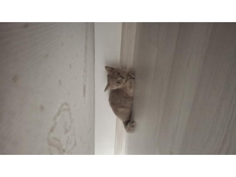 2 aylık british shorthair