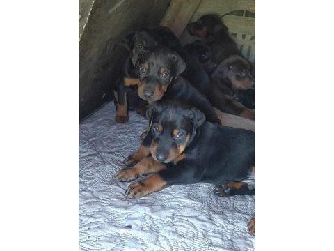 Irk ve sağlık garantili doberman bebeklerimiz