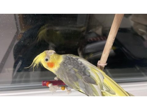 10 aylık ele alışkın erkek sultan papağanı